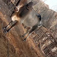 گاو نر|حیوانات مزرعه|کیشکور, |دیوار