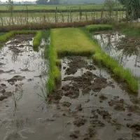 فروش توم هاشمی  به صورت دستی