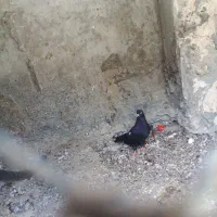 زاغ