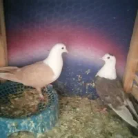 کلاغ زرد و قهوه ای و یک جفت طوقی