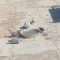 کفترافغانی|پرنده|بندر ماهشهر, |دیوار