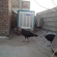 بوقلمون ماده از بهترین جنس تخم گذار