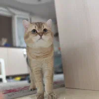 گربه بریتیش نر جهت جفتیابی