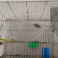 ۳عددفنچ وقفس ولوازم