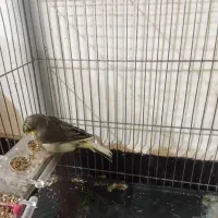 قناری ماده|پرنده|کیار, |دیوار