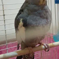 عروس هلندی بالغ ماده