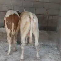 شیرخواروخوراک خور|حیوانات مزرعه|بیستون, |دیوار