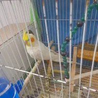 جفت عروس لوتینو مولد با لوازم