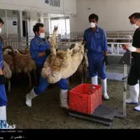 گوسفند چاق بره نرینه قلم ابی زنده تضمینی بشرط|حیوانات مزرعه|مشهد, عبادی|دیوار