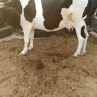 فروش گاو شیری آرام مخصوص در خونه