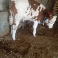 گوساله سیمینتال|حیوانات مزرعه|بروجرد, |دیوار