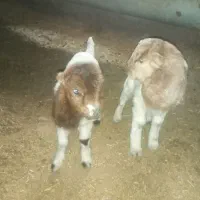 پشم زنی گوسفند ۵۰ هزار
