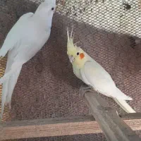 جفت عروس هلندی اماده