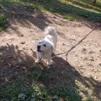 سگ پاکوتاه ۱۱ماهه