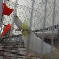 عروس هلندی|پرنده|امیدیه, |دیوار