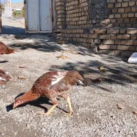 مرغ و خروس|حیوانات مزرعه|بیلوار, |دیوار