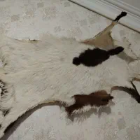 پوست بز