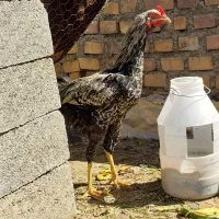 مرغ و خروس دو رگه