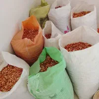 سنجد کوسرخ|خوردنی و آشامیدنی|کوهسرخ, |دیوار