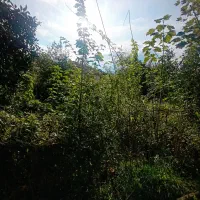 210متر احمدسرگوراب زیبا با پروانه ساخت|فروش زمین و ملک کلنگی|احمدسرگوراب, |دیوار