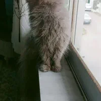 پرشین اشرافی ماده|گربه|تنکابن, |دیوار