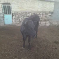 تلیسه پای کل