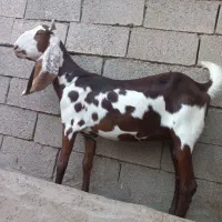 فروش بز اصیل