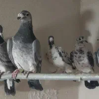 سار و سوسکی بزک|پرنده|مشهد, کوی المهدی|دیوار