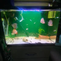 اکواریم ماهی دیسکس فیلتر سطلی