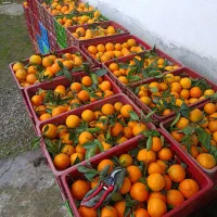 پرتقال تامسون ناول درجه ۱|خوردنی و آشامیدنی|دالخانی, |دیوار