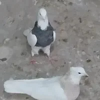 طوقی