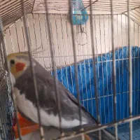 یک جفت عروس هلندی مولد ویک جوجه نر|پرنده|کرج, شهرک فهمیده|دیوار