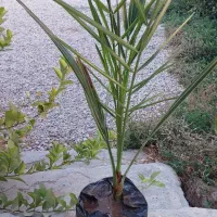 فروش نهال و پاجوش مجول مراکشی سوپر جامبو|خدمات باغبانی و درختکاری|رستاق, |دیوار