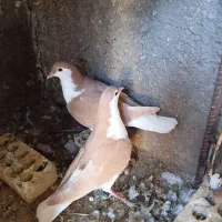 دو جفت جوجه رنگی|پرنده|شوشتر, |دیوار