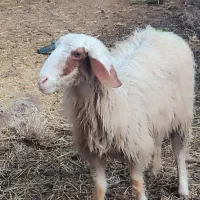 گوسفند مطفل