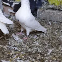 سه عدد کبوتر|پرنده|آبدانان, |دیوار