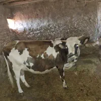 گاو شیری|حیوانات مزرعه|دهگلان, |دیوار