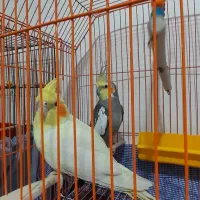 عروس پاریس طوطی برزیلی