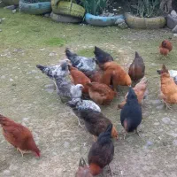 *نیمچه مرغ وخروس ۵ماه ارگانیک.|حیوانات مزرعه|رودسر, |دیوار