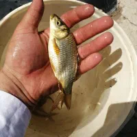 ماهی کپور طلایی|ماهی|تربت‌حیدریه, ترمینال|دیوار