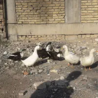 اردک محلی بالغ