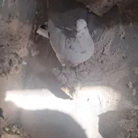 کیوتر تهرونی یا شیخ شیرازی|پرنده|شیراز, وزیرآباد|دیوار