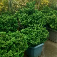 نانا ویاس  جعبه ۳۵و۵۰و۶۰