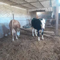 گاو تلیسه آبستن سیمنتال