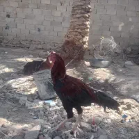 مرع