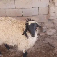 بره نر|حیوانات مزرعه|گزیک, |دیوار