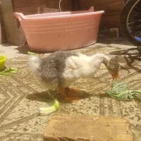 به خاطر کمبود جا