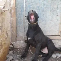 توله سه ماهه پیتبول