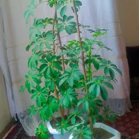 گل پنجه گربه ای و مورد|گل و گیاه طبیعی|جوانرود, |دیوار