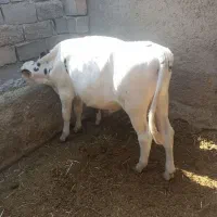 فروش گوساله نر مناسب قیمت